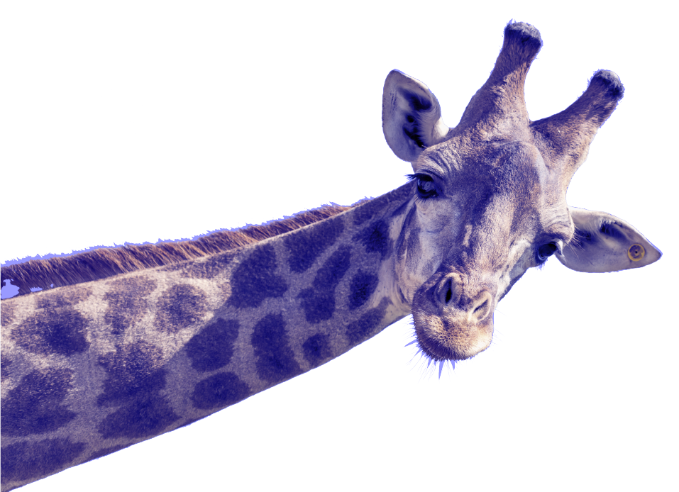 Blue giraffe illustration